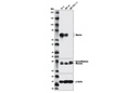 Merlin (D3S3W) Rabbit mAb