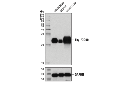 Thy1/CD90 (D3V8A) Rabbit mAb