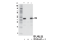 Mouse (E7Q5L) mAb IgG2b Isotype Control