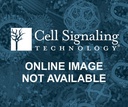 Mouse Brain Tissue Control Extracts