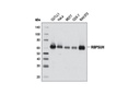 RBPSUH (D10A4) XP Rabbit mAb