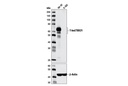 T-bet/TBX21 (D6N8B) XP Rabbit mAb