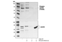 cdc25A Antibody