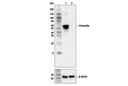Vimentin (R28) Antibody