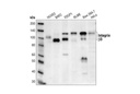Integrin β3 Antibody