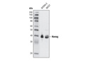 Nanog (1E6C4) Mouse mAb