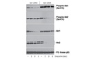 Phospho-Akt1 (Ser473) (D7F10) XP Rabbit mAb (Akt1 Specific)
