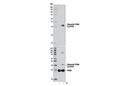 Ubiquityl-PCNA (Lys164) (D5C7P) Rabbit mAb