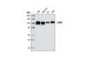 LSD1 (C69G12) Rabbit mAb