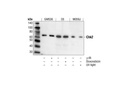 Chk2 Antibody