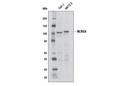 NLRC4 (D5Y8E) Rabbit mAb
