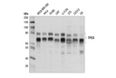 TFE3 Antibody