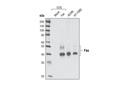 Fas (C18C12) Rabbit mAb