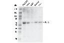 KLF5 (D7S3F) Rabbit mAb