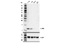 S100A9 (D5O6O) Rabbit mAb