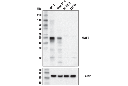 MAFA (D2Z6N) Rabbit mAb