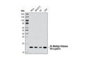 Di-Methyl-Histone H3 (Lys27) (D18C8) XP Rabbit mAb