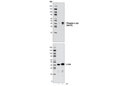 c-Jun Control Cell Extracts