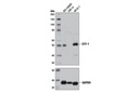 STF-1 (D1Z2A) XP Rabbit mAb