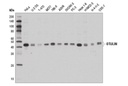 OTULIN Antibody