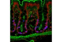 Ki-67 (D3B5) Rabbit mAb (Alexa Fluor 647 Conjugate)