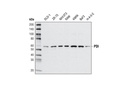 PDI (C81H6) Rabbit mAb