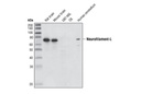 Neurofilament-L (DA2) Mouse mAb