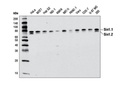 Sin1 (D7G1A) Rabbit mAb