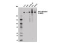IGF-II Receptor/CI-M6PR (D3V8C) Rabbit mAb