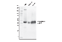 Cystathionine γ-Lyase (D1N1D) Rabbit mAb