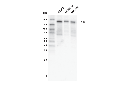 TNIK Antibody