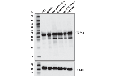 TDP43 (D9R3L) Rabbit mAb