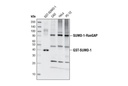 SUMO-1 Antibody