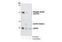 Phospho-cdc25C (Ser216) (63F9) Rabbit mAb