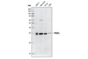 PA28γ Antibody