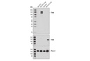TrkA (12G8) Rabbit mAb