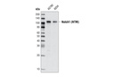 Notch1 (5B5) Rat mAb