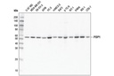 PDP1 (D8Y6L) Rabbit mAb