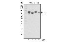 OPA1 (D7C1A) Rabbit mAb