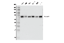 Lamin A (133A2) Mouse mAb