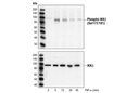 Phospho-IKKα/β (Ser176/180) Antibody II