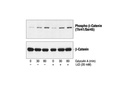 Phospho-β-Catenin (Thr41/Ser45) Antibody