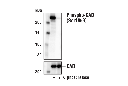 Phospho-CAD (Ser1859) (D5O6C) Rabbit mAb
