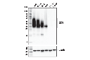 CD38 (E7Z8C) XP Rabbit mAb