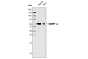 hnRNP LL Antibody