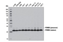 PSMB5 (D1H6B) Rabbit mAb
