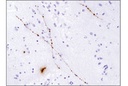 Orexin (D6G9T) Rabbit mAb