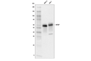 WTAP (E7O5B) Rabbit mAb