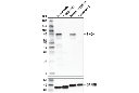 PKCγ (D2V6T) Rabbit mAb