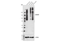 mGluR2 (D7D8M) Rabbit mAb
